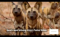 Painted Wolves, Wild Dogs Safari in Mana Pools, Zimbabwe